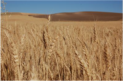 Picture - Bearded Wheat Field