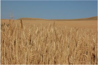 Picture - Harvest Wheat Field