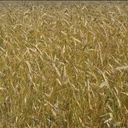 Picture - Ripe of Wheat