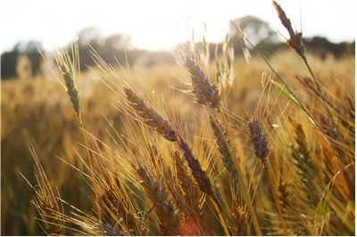 Picture - Sun on Wheat