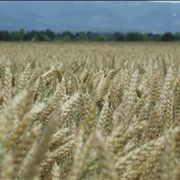 Picture - Wheat Crop