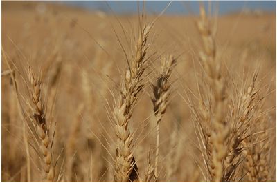 Picture - White Fields