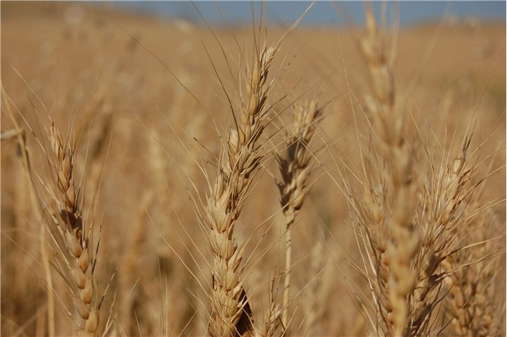 Picture - White Fields