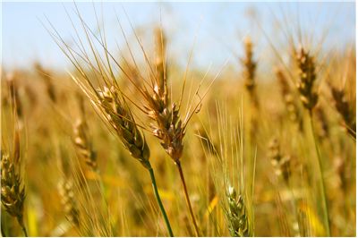 Picture - Wheat on Summer