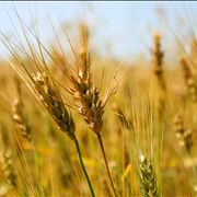 Picture - Wheat on Summer