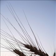 Picture - Wheat Ready to Harvest