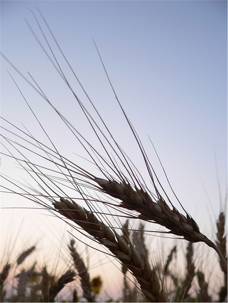 Picture - Wheat Ready to Harvest