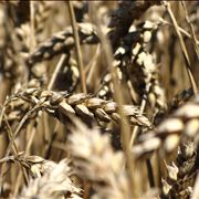 Picture - White Spikes